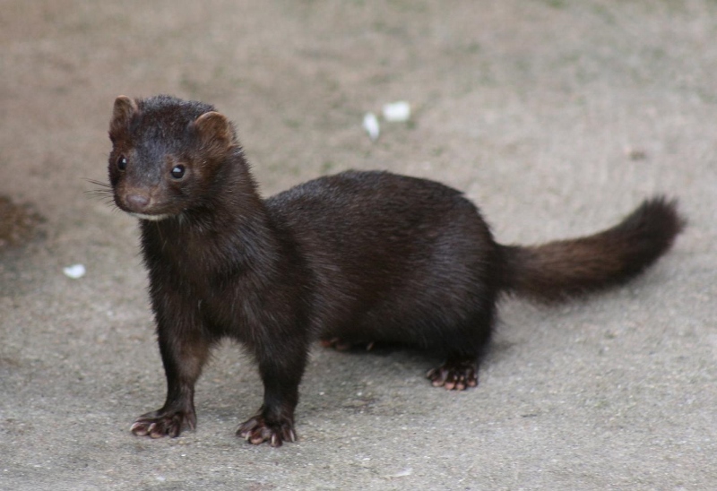 American_Mink-(800x548).jpg