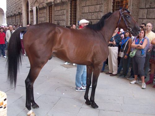 cavallo-siena.jpg