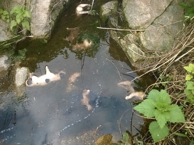 Foto di Gianni Diana