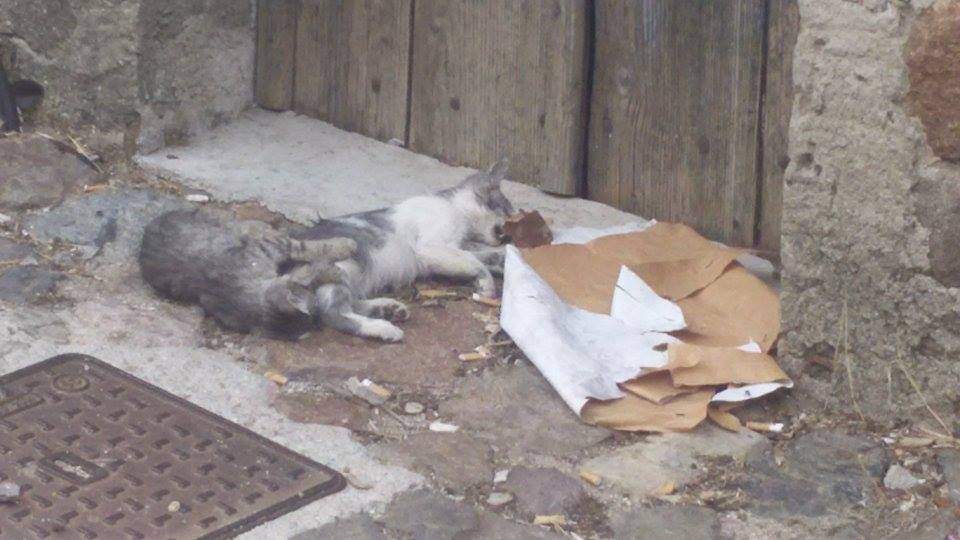 gatti-morti.jpg