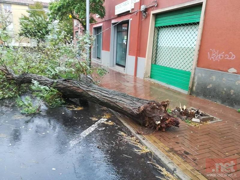 Uno degli alberi abbattuti dal vento 