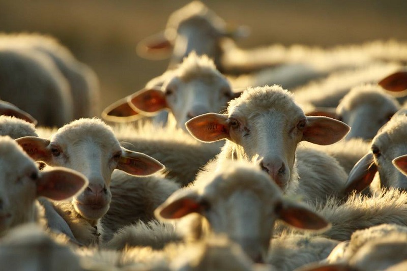 pecore.-Foto-Andrea-Lai.jpg
